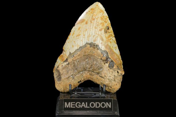 Fossil Megalodon Tooth - + Foot Prehistoric Shark #114402